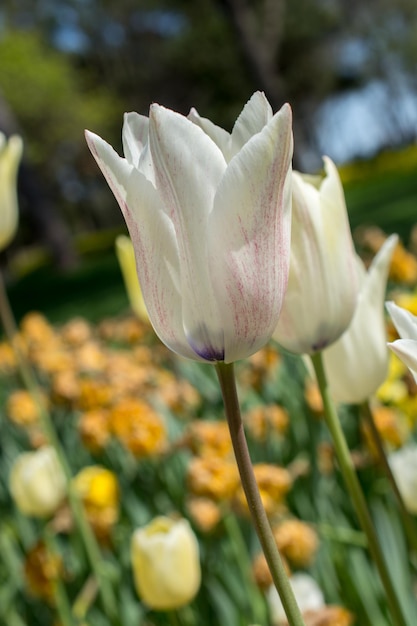 Kleurrijke tulpenbloembloei in de tuin