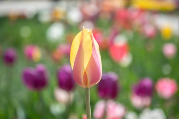 Kleurrijke tulpenbloembloei in de tuin