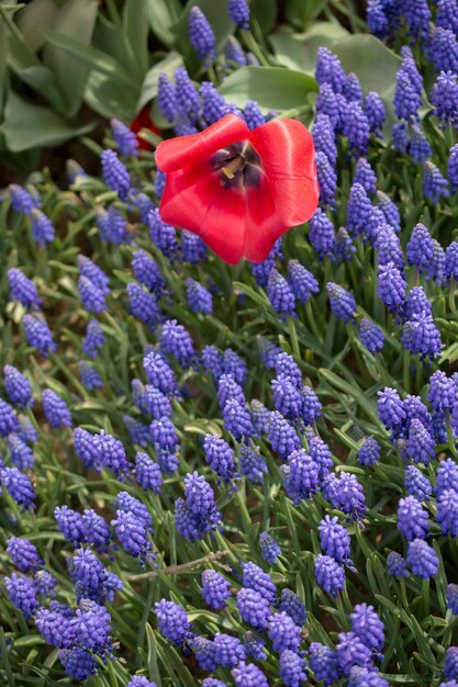 Kleurrijke tulpenbloembloei in de tuin