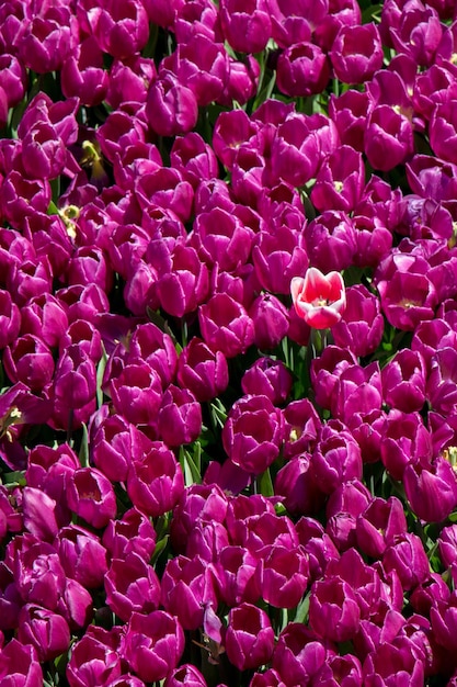 Kleurrijke tulpenbloemen als achtergrond in de tuin