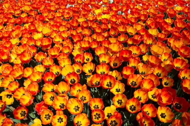 Kleurrijke tulpenbloemen als achtergrond in de tuin