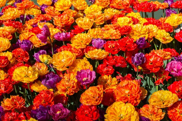 Kleurrijke tulpenbloemen als achtergrond in de tuin