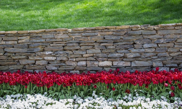 Kleurrijke tulpenbloemen bloeien in de lentetuin