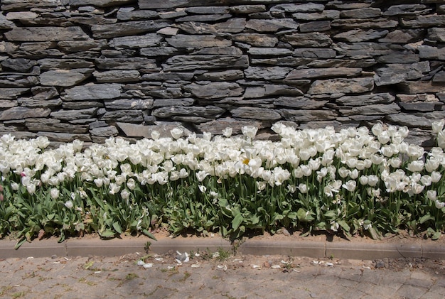 Kleurrijke tulpenbloemen bloeien in de lentetuin