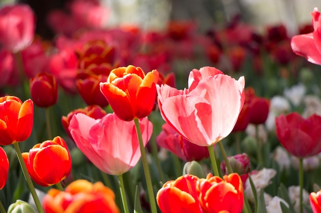 Kleurrijke tulpenbloemen bloeien in de lentetuin