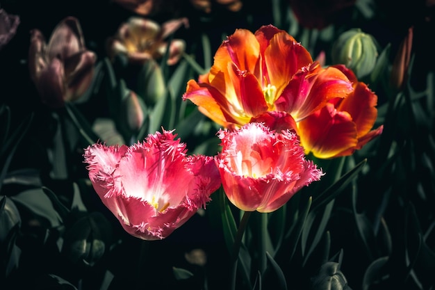 Kleurrijke tulpenbloemen bloeien in de lentetuin