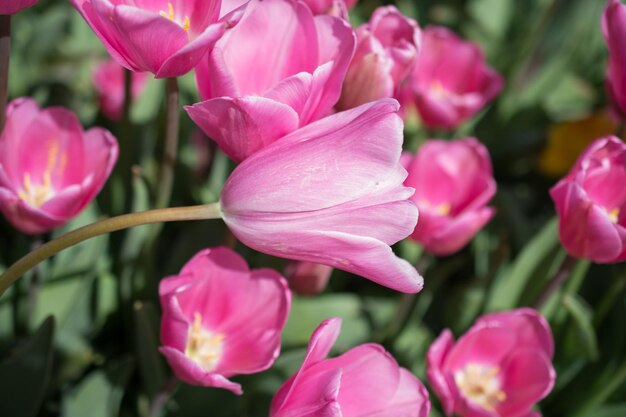 Foto kleurrijke tulpenbloemen bloeien in de lentetuin