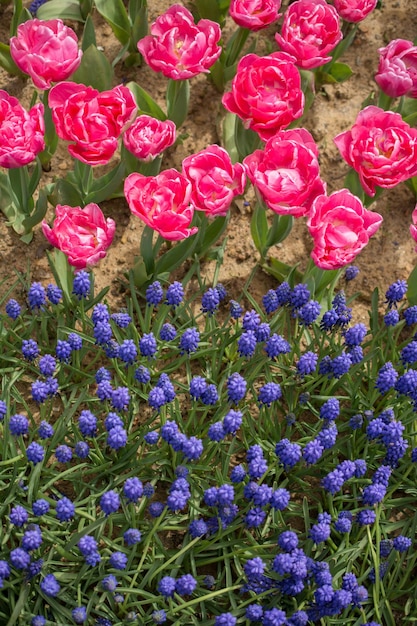 Kleurrijke tulpenbloemen bloeien in de tuin.