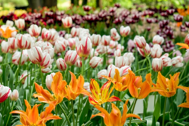 Kleurrijke tulpenbloemen die in een tuin bloeien