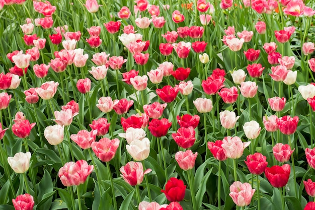 Kleurrijke tulpenbloemen die in een tuin bloeien