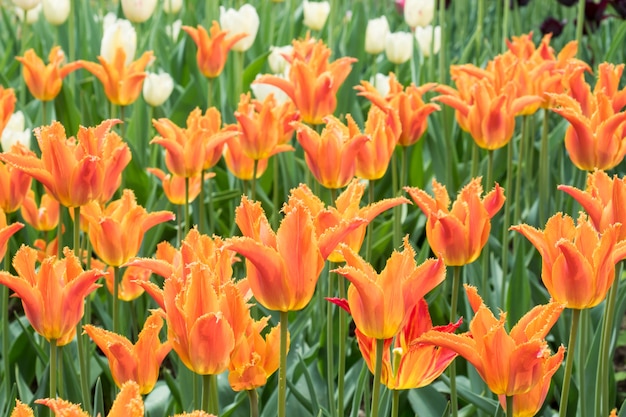 Kleurrijke tulpenbloemen die in een tuin bloeien