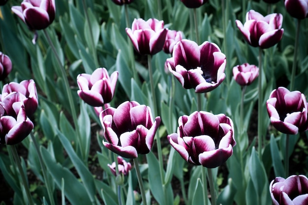 Kleurrijke tulpenbloemen die in een tuin bloeien