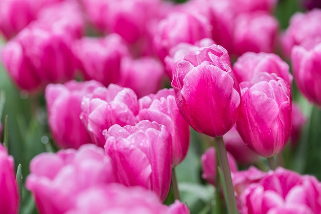 Kleurrijke tulpenbloemen in de tuin van het lentepark