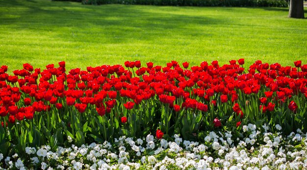 Kleurrijke tulpenbloemen in de tuin