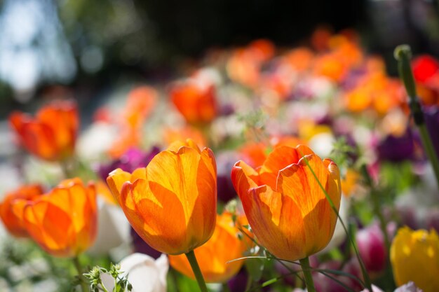 Kleurrijke tulpenbloemen in de tuin