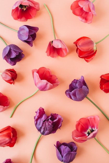 Kleurrijke tulpenbloemen op levend koraal