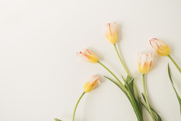 Kleurrijke tulpenbloemen op wit