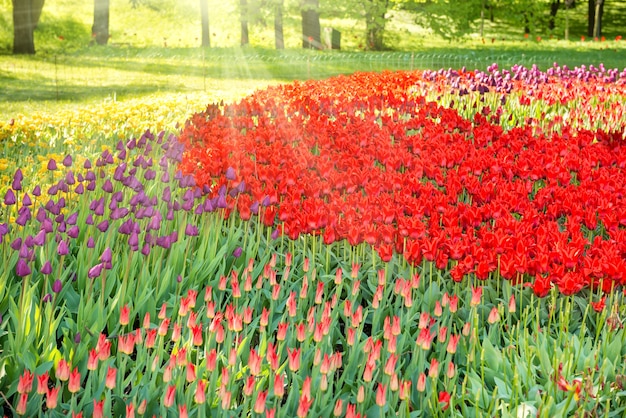 Kleurrijke tulpentuin en bloembed in het groene park met zonnestralen