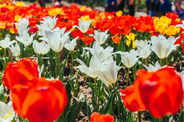 Kleurrijke tulpentuin in de lente