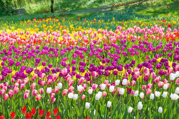 Kleurrijke tulpentuin in het groene park