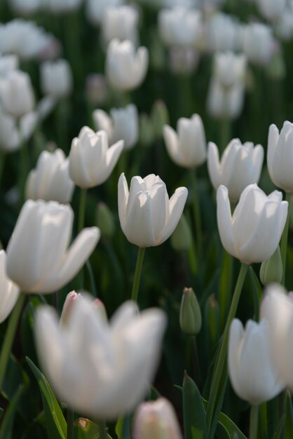 Kleurrijke tulpenvelden in de lenteochtend