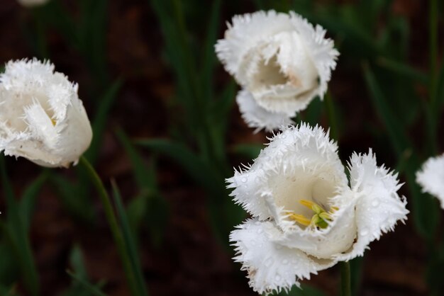 Kleurrijke tulpenvelden in de lenteochtend