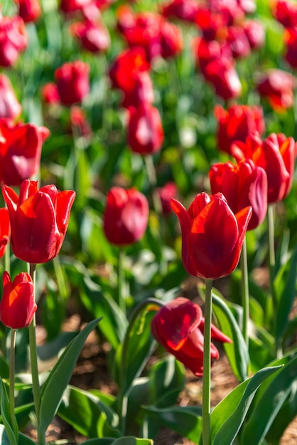 Kleurrijke tulpenvelden in de lenteochtend