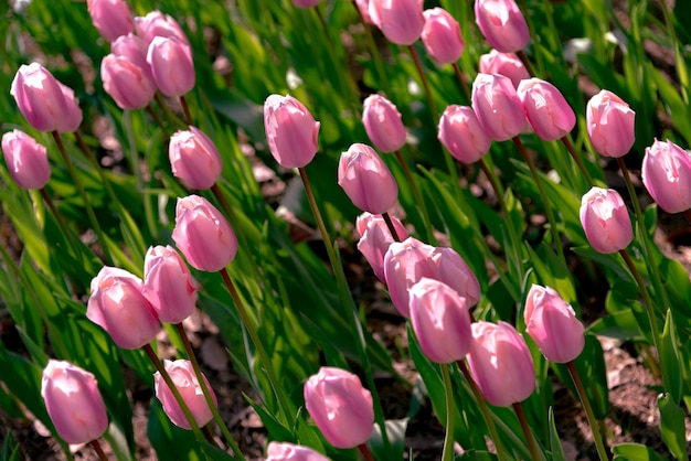 Kleurrijke tulpenvelden in de lenteochtend