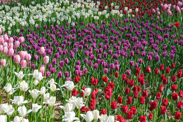 Kleurrijke tulpenvelden in de lenteochtend