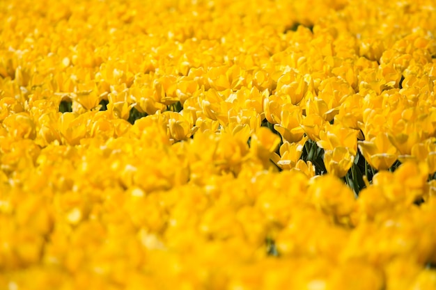 Kleurrijke tulpenvelden op een zonnige lentedag op het platteland keukenhof bloementuin lisse netherl