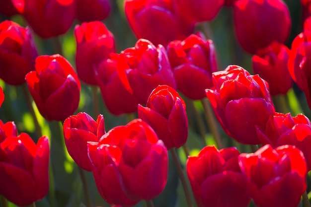 Kleurrijke tulpenvelden op een zonnige lentedag op het platteland keukenhof bloementuin lisse netherl