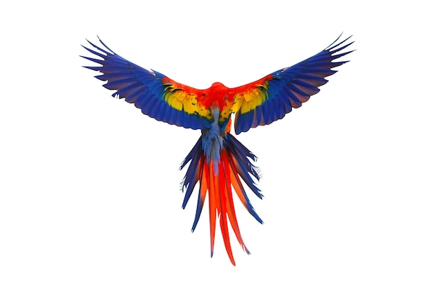 Kleurrijke veren op de rug van de Ara-papegaai, Geelvleugelara-papegaai