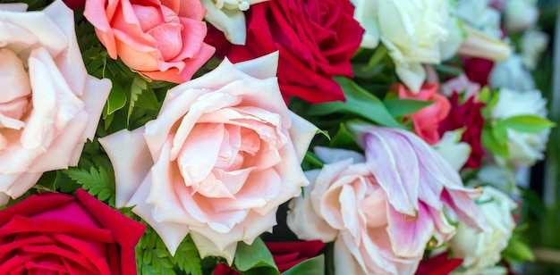 Kleurrijke verse rozen of veelkleurige rozen achtergrond Een mooi boeket rozen voor Valentijnsdag