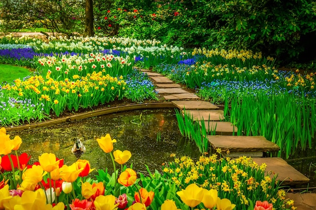 Kleurrijke verse tulpen Bloembedden en stenen pad stappen in een lente-formele tuin