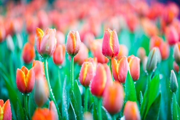 Kleurrijke verse tulpen in de binnenbloementuin met waterdalingen