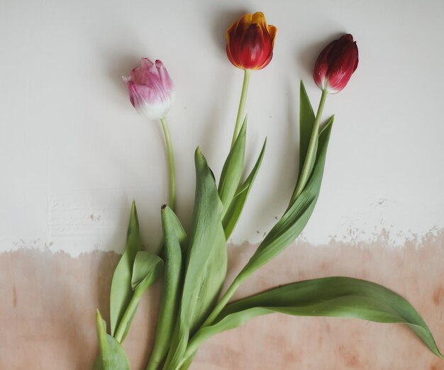 Kleurrijke verse tulpen op een lichte achtergrond