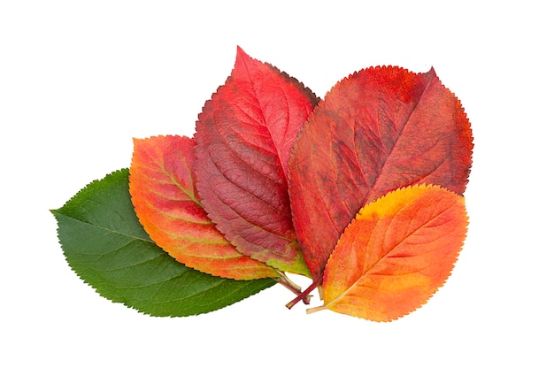 Kleurrijke verzameling herfstbladeren geïsoleerd op een witte achtergrond