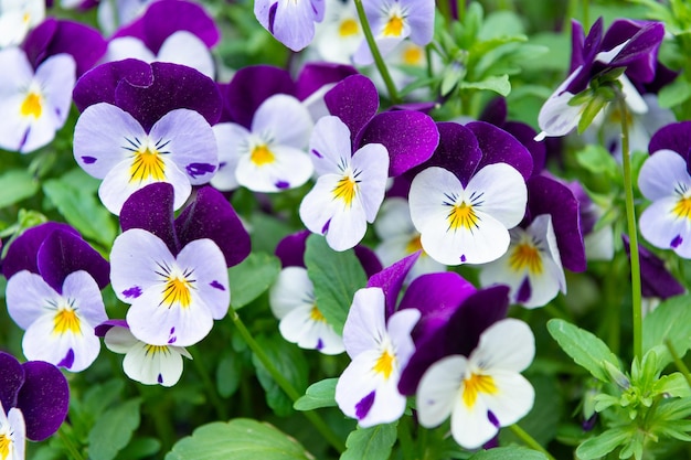 Kleurrijke viooltjes bloem plant als natuurlijke achtergrond bloeiende natuur