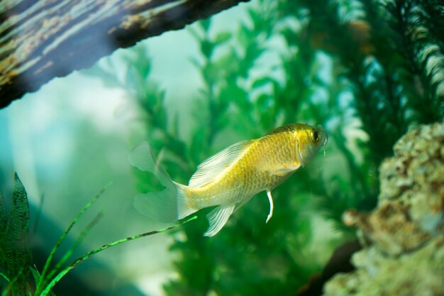 Kleurrijke vissen zwemmen in een aquarium