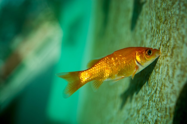 Kleurrijke vissen zwemmen in een aquarium