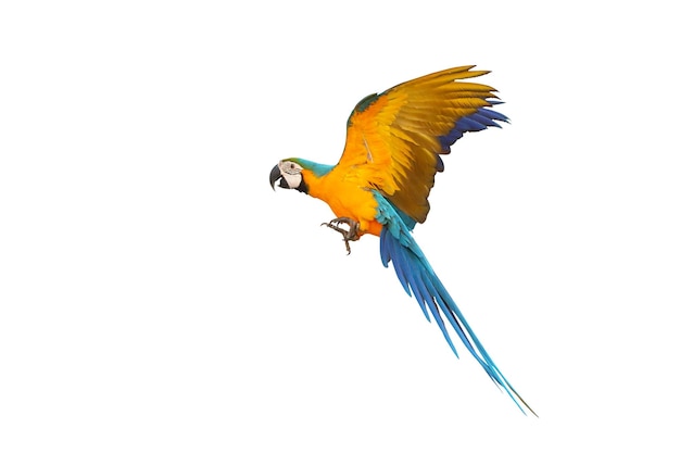 Kleurrijke vliegende blauwe en gouden ara papegaai geïsoleerd op witte achtergrond.