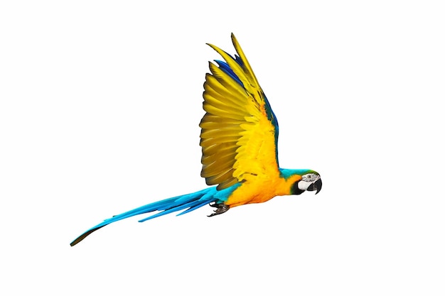 Kleurrijke vliegende papegaai die op witte achtergrond wordt geïsoleerd.