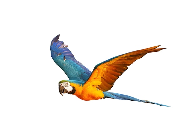 Kleurrijke vliegende papegaai die op witte achtergrond wordt geïsoleerd