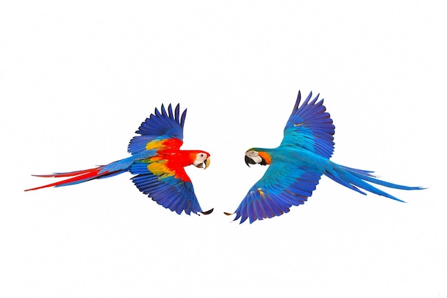 Kleurrijke vliegende papegaaien geïsoleerd op een witte achtergrond.