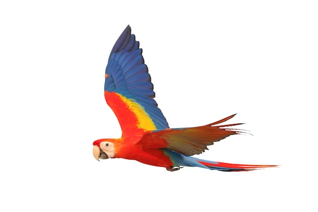 Kleurrijke vliegende Scarlet Macaw papegaai geïsoleerd op witte achtergrond