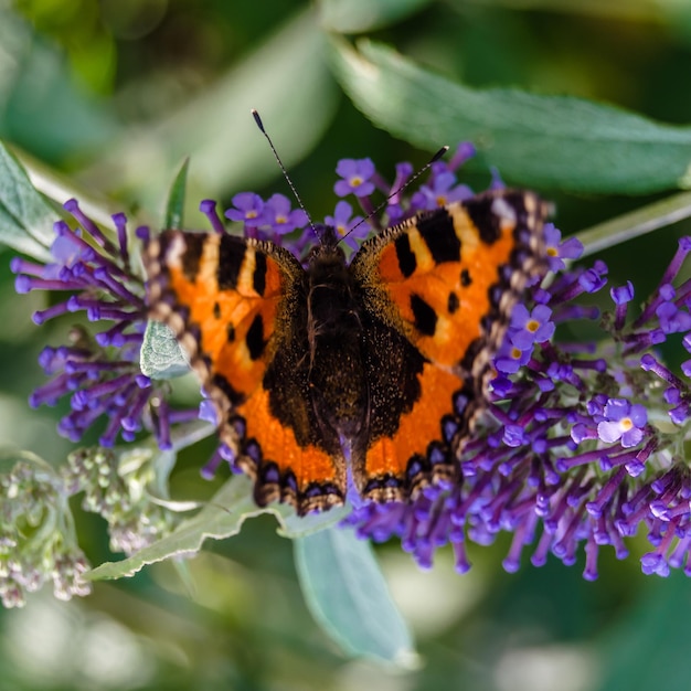 Kleurrijke vlinder op bloemenachtergrond