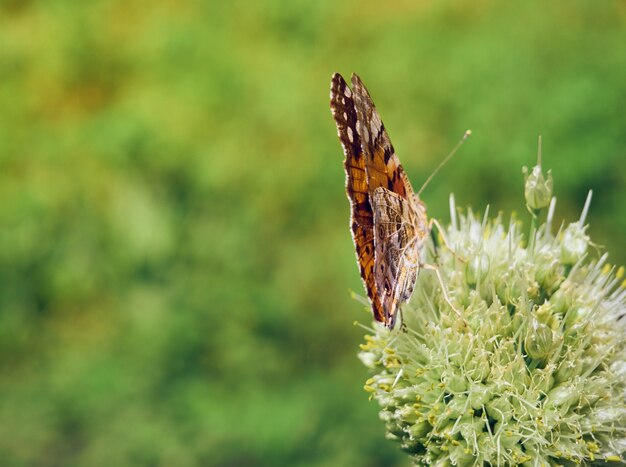 Kleurrijke vlinder op een bloem.