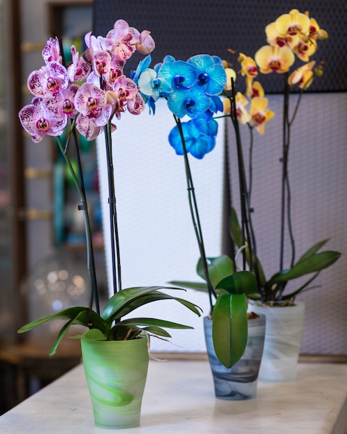 Kleurrijke vlinder orchideeën, Phalaenopsis in de pot, geschilderde orchidee