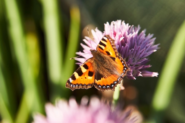 Kleurrijke vlindervleugels. Prachtig vlinderdier, buiten