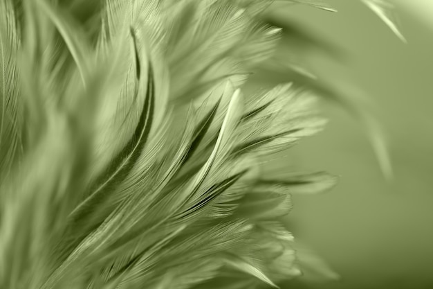 Kleurrijke vogel en kippenveren in zachte en onduidelijk beeldstijl voor de achtergrond